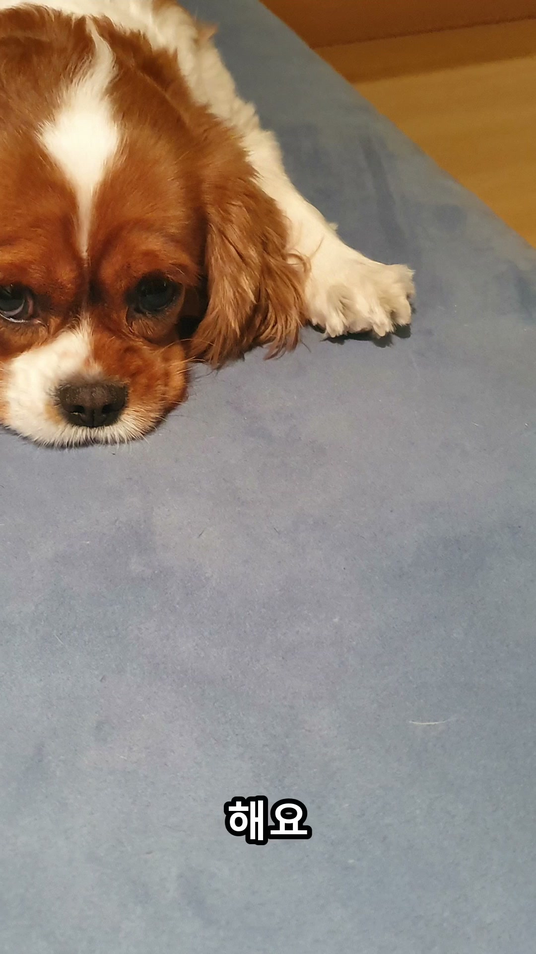 귀염둥이 친구들